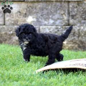 Blake, Shih-Poo Puppy