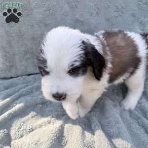 Blue, Saint Berdoodle Puppy
