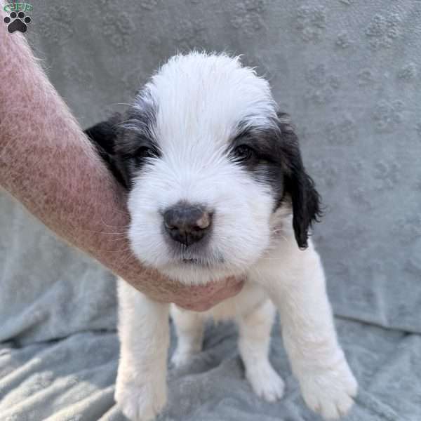 Blue, Saint Berdoodle Puppy