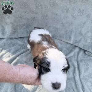 Blue, Saint Berdoodle Puppy