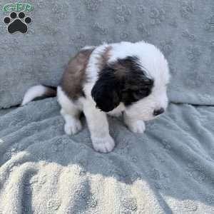 Blue, Saint Berdoodle Puppy