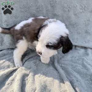 Blue, Saint Berdoodle Puppy