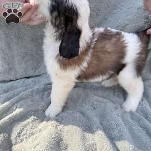 Blue, Saint Berdoodle Puppy