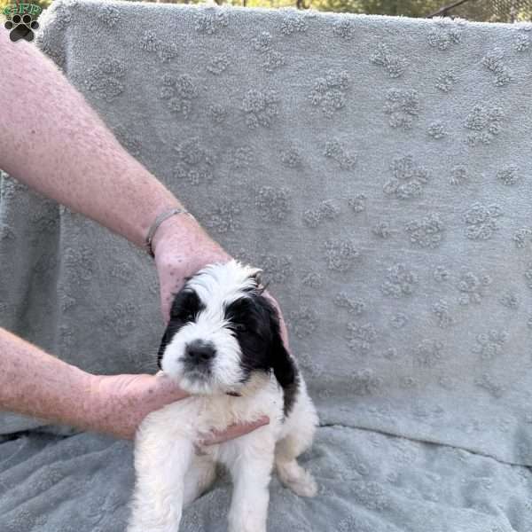 Burgandy, Saint Berdoodle Puppy
