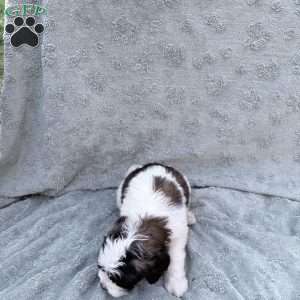 Burgandy, Saint Berdoodle Puppy