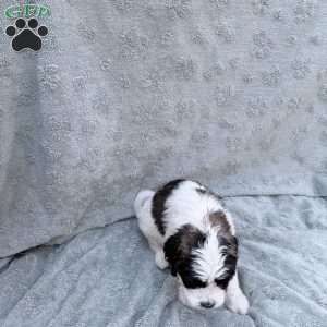 Burgandy, Saint Berdoodle Puppy