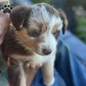 Ally, Miniature Australian Shepherd Puppy