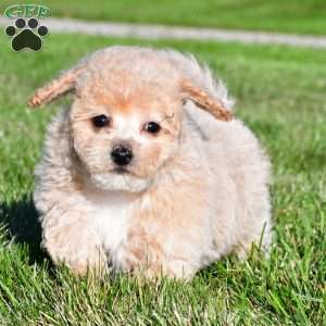 clint, Bich-Poo Puppy