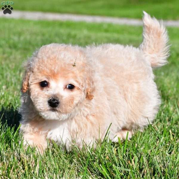 clint, Bich-Poo Puppy