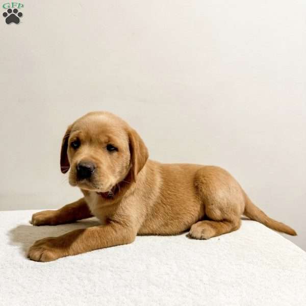 Remi, Fox Red Labrador Retriever Puppy