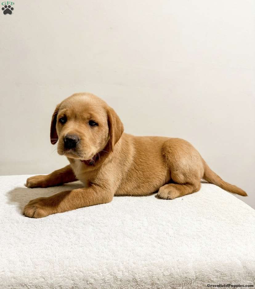 Remi (Labrador, Female) in New Holland, PA