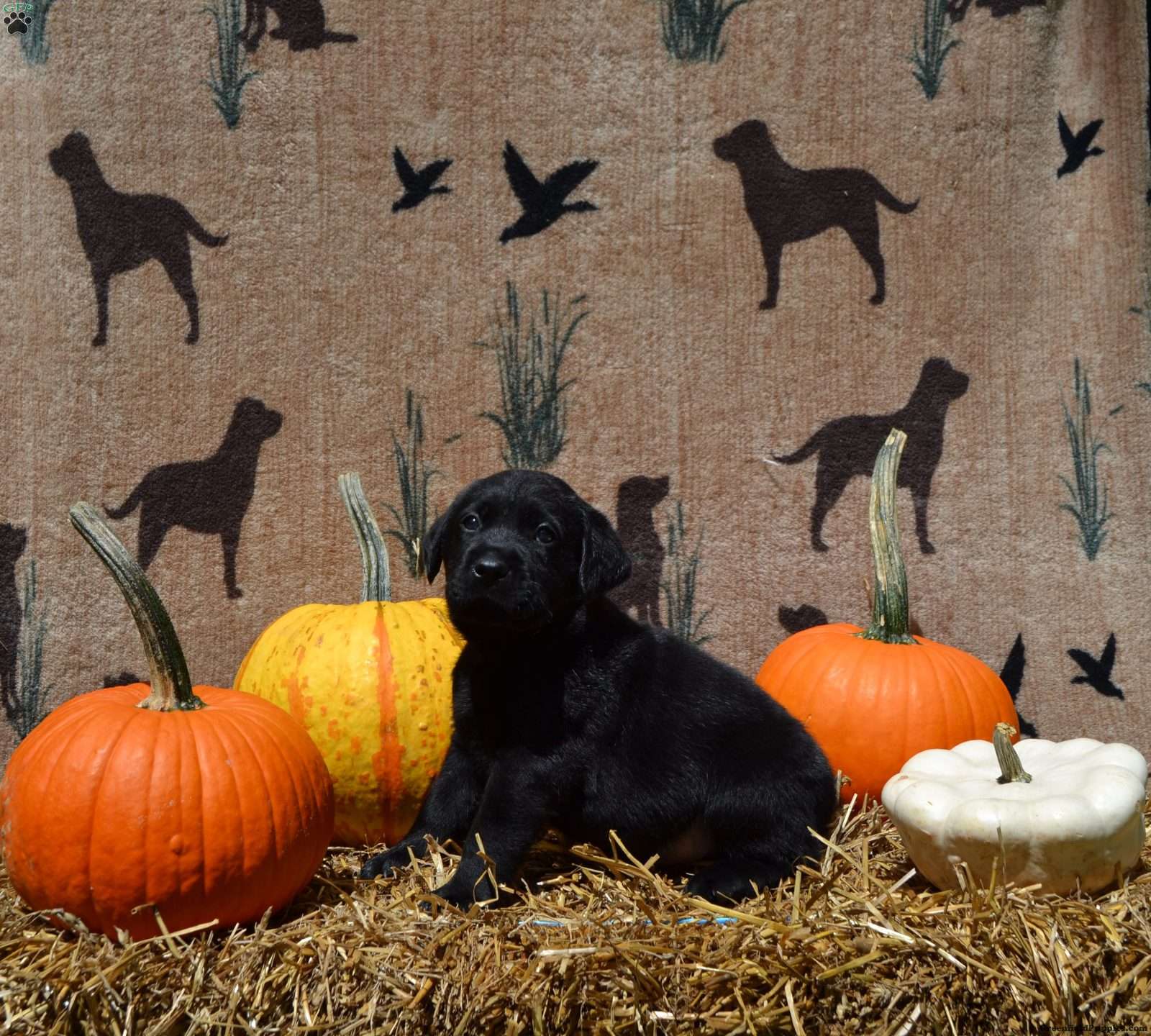 Shadow (Labrador, Male) in Pottstown, PA