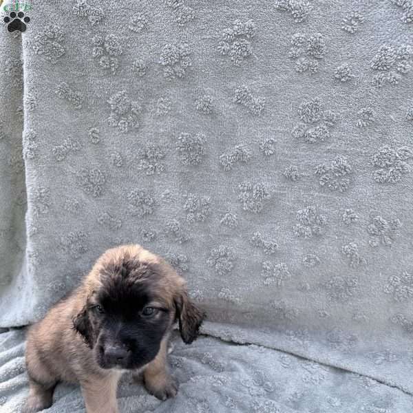 Dark Green, Saint Berdoodle Puppy
