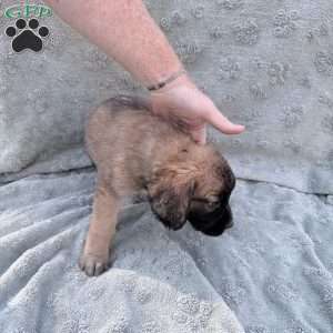 Dark Green, Saint Berdoodle Puppy