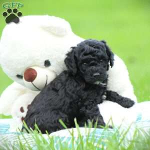 Diesel, Cockapoo Puppy