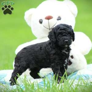 Diesel, Cockapoo Puppy