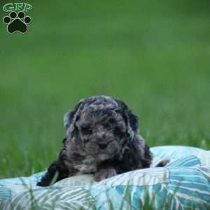 Domino, Cockapoo Puppy