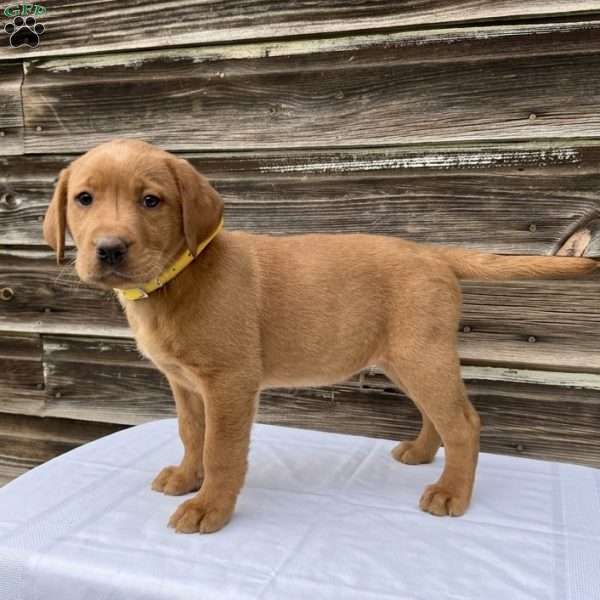 Reese, Fox Red Labrador Retriever Puppy