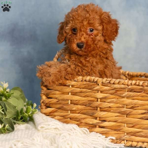 Reba, Cavapoo Puppy