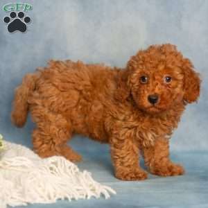 Reba, Cavapoo Puppy