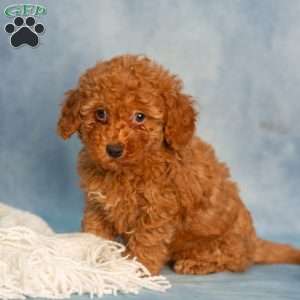 Reba, Cavapoo Puppy