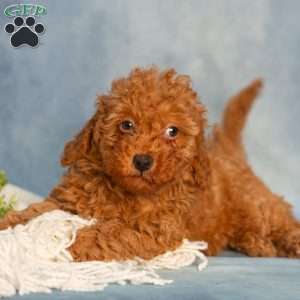 Reba, Cavapoo Puppy