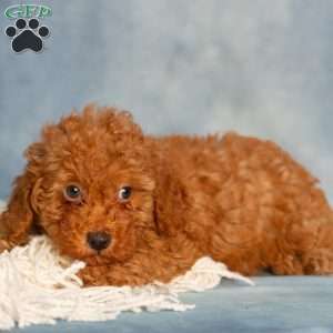 Reba, Cavapoo Puppy
