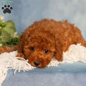 Rose, Cavapoo Puppy