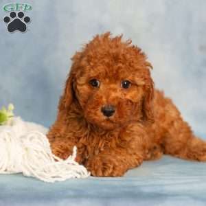 Rose, Cavapoo Puppy