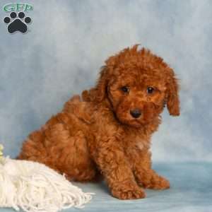 Rose, Cavapoo Puppy