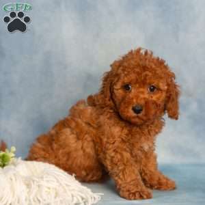Rose, Cavapoo Puppy