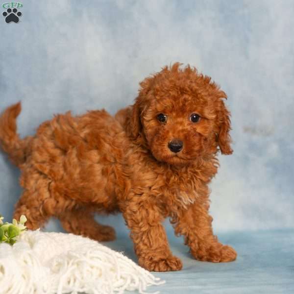 Rose, Cavapoo Puppy
