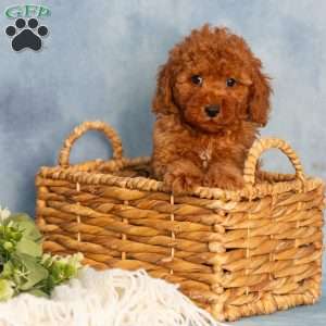 Rose, Cavapoo Puppy