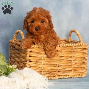Rachel, Cavapoo Puppy