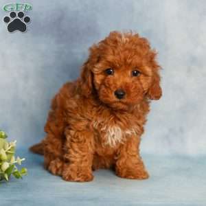 Rachel, Cavapoo Puppy