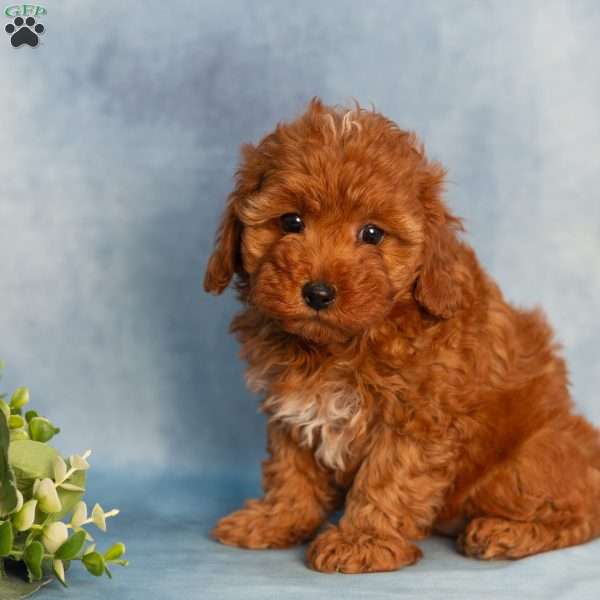 Rachel, Cavapoo Puppy