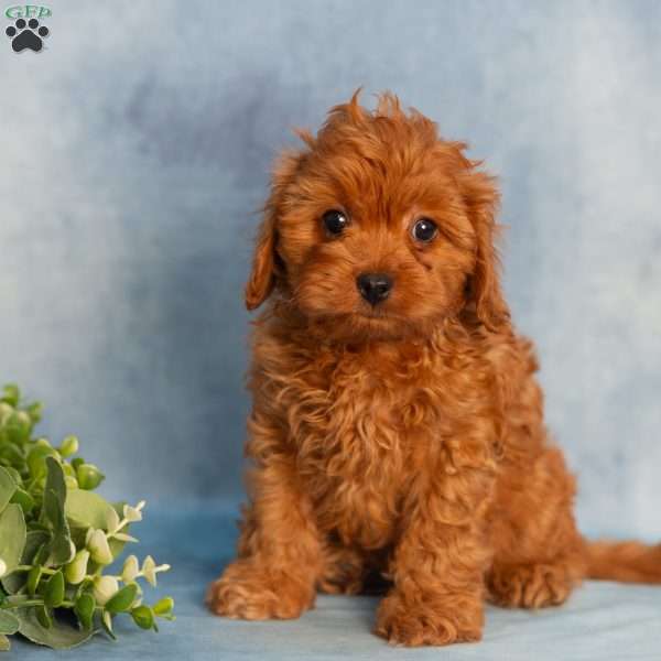 Ruby, Cavapoo Puppy