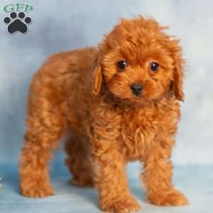 Ruby, Cavapoo Puppy