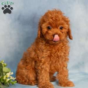 Ruby, Cavapoo Puppy