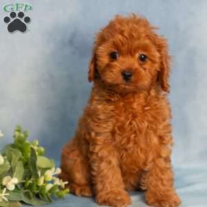Ruby, Cavapoo Puppy