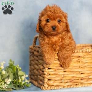 Ruby, Cavapoo Puppy