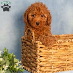 Rain, Cavapoo Puppy