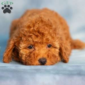 Rain, Cavapoo Puppy