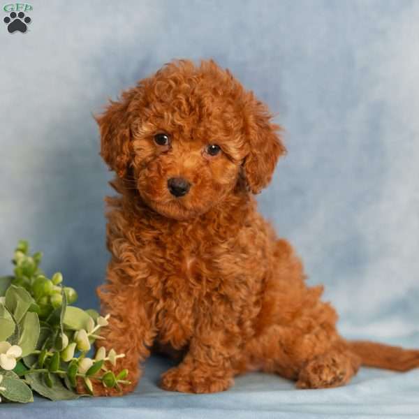 Rain, Cavapoo Puppy