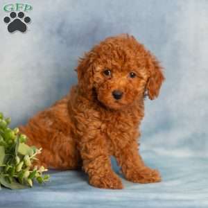 Rain, Cavapoo Puppy
