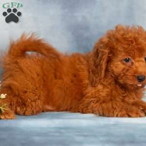 Ranger, Cavapoo Puppy
