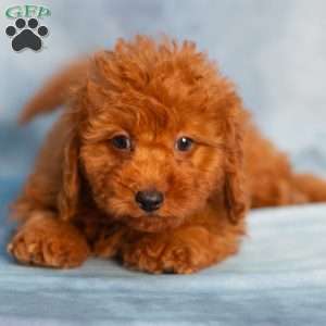 Ranger, Cavapoo Puppy