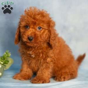 Ranger, Cavapoo Puppy