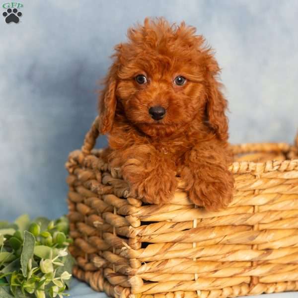 Ranger, Cavapoo Puppy