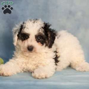 Kelly, Bich-Poo Puppy